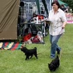 dabilo_je_i_majmunskih_pineva__20170625_1164286656