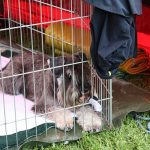 max_ili_ti_pale_sam_na_svijetu__20170625_2020849826